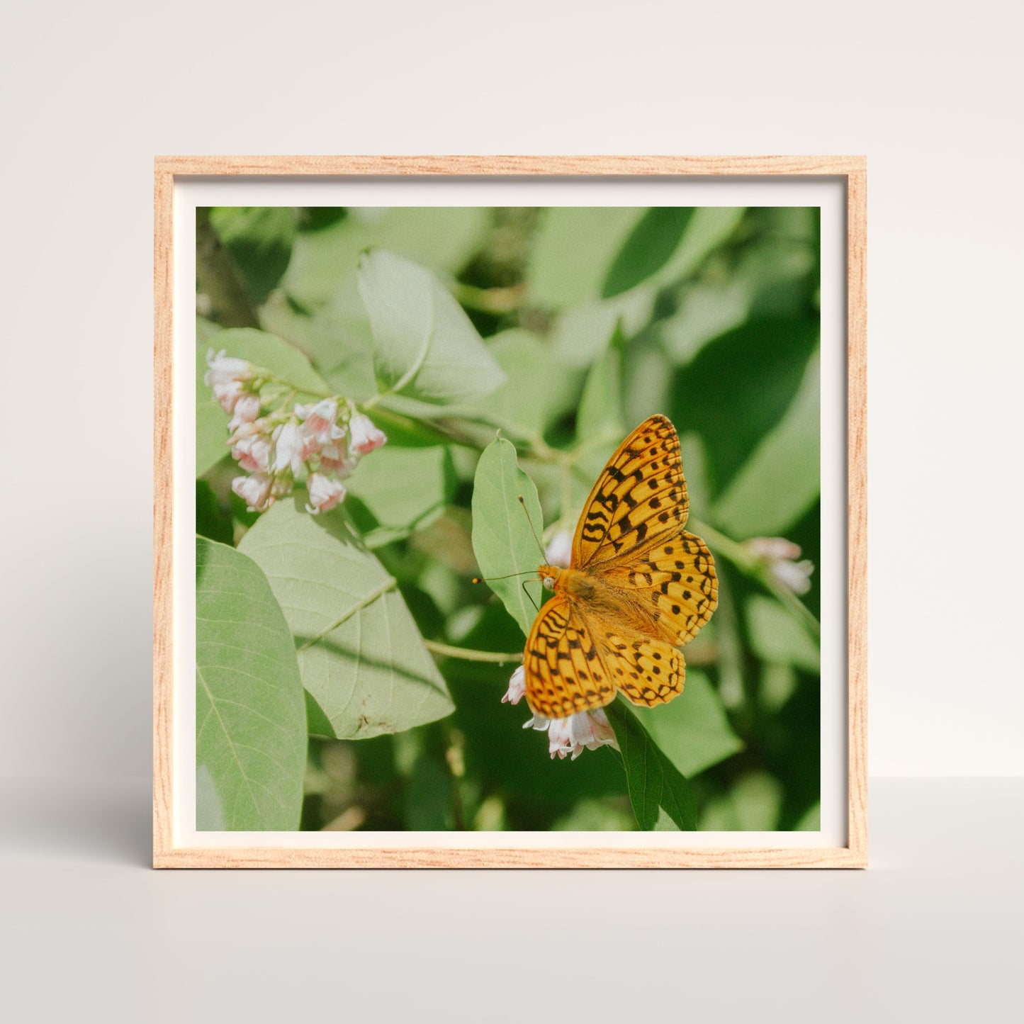 butterflies in the tetons print
