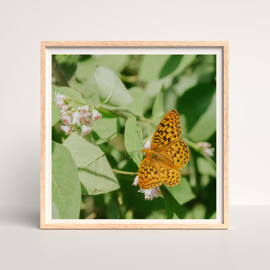 butterflies in the tetons print