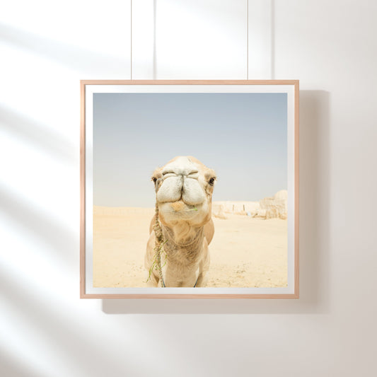 the smiling camel